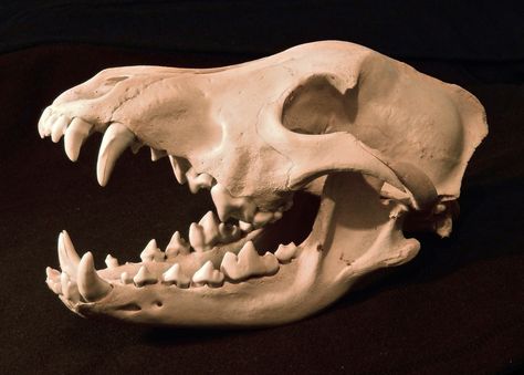 Alaskan Gray Wolf Skull Canine Skull, Coyote Skull, Bear Skull, Dog Skull, Skull Anatomy, Skull Reference, Wolf Skull, Animal Skeletons, Animal Skull