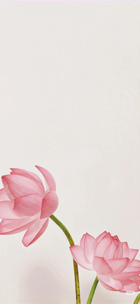 Lotus Wallpaper Aesthetic, Wallpaper Rosa Pastel, Pink Lotus Wallpaper, Lotus Flower Quote, Lotus Flower Wallpaper, Lotus Wallpaper, Sacred Lotus, Lotus Painting, Lovely Flowers Wallpaper