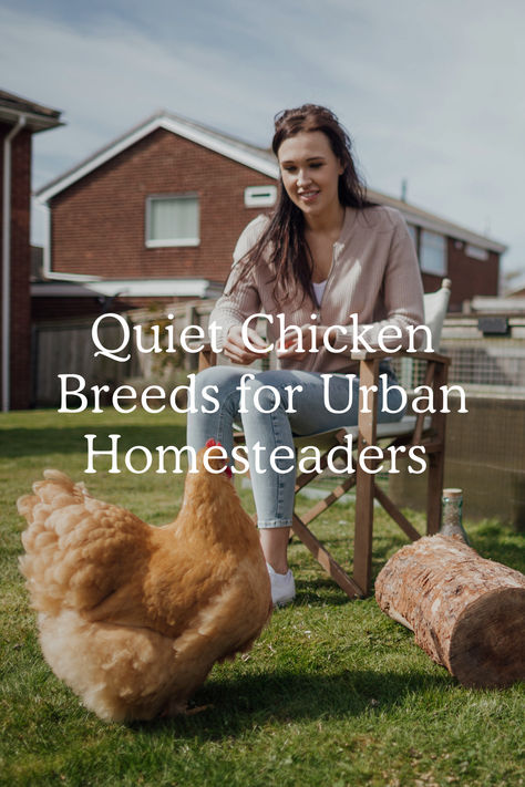 Best Quiet Chicken Breeds for Urban Homesteaders Quiet Chicken Breeds, Java Chicken, Barred Plymouth Rock Chickens, City Chickens, Urban Chicken Coop, Ameraucana Chicken, Plymouth Rock Chicken, Urban Chicken, Urban Chicken Farming