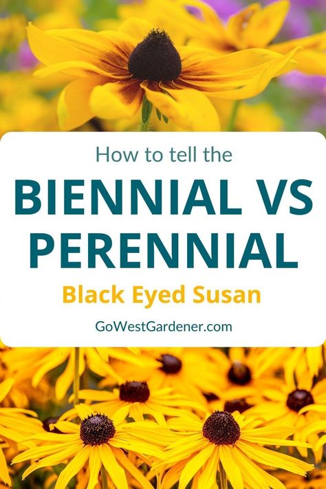 Black-Eyed Susan (aka, Rudbeckia or Gloriosa Daisy) offers pretty, long-lasting color in Colorado & Utah gardens. Some Black-Eyed Susan flowers live for many years. (They're long-lived perennials.) Others live for just a few years. (They're biennials or short-lived perennials.) Here's how to tell the biennials vs perennials apart, so you can choose the Black-Eyed Susan plants you want at the garden center. Colorado Gardening, Gardening Basics, Black Eyed Susan Flower, Gloriosa Daisy, Landscape Plants, Plant Tags, Plant Information, Flower Gardening, Sandy Soil