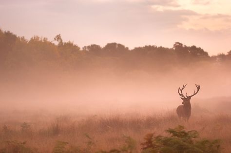 I Capture The Magnificent Deer Living In Richmond Park In The Middle Of London Freedom Beach, Wild Deer, Wild Photography, Richmond Park, London Park, Red Deer, Wildlife Photography, Great Photos, Beautiful Creatures