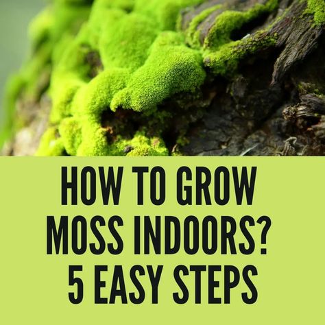 How To Plant Moss, Growing Moss Indoors, Grow Moss Indoors, Moss Indoors, Fern Seeds, Grow Moss, Growing Moss, Moss Plant, Corkboard Ideas