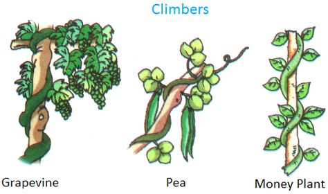 Climbers, Grapevine, pea, money plant Herbs Shrubs Climbers Creepers Worksheet, Plant Climbers, Evs Worksheet, Plants Kindergarten, Plants Grown In Water, Plant Lessons, Plants Worksheets, Creepers Plants, Climber Plants