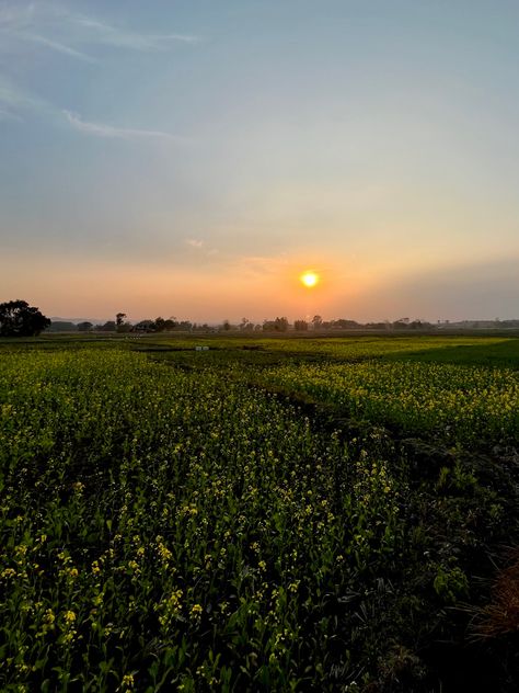 Sunset+Mustard field❤️ Mustard Field, Mustard Flowers, Funny Emoji Faces, Emoji Faces, Funny Emoji, Photo Projects, Down South, Summer Season, Desi