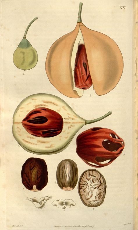 Nutmeg Tree, Myristica Fragrans, Missouri Botanical Garden, Living Museum, Fruit Painting, Love Illustration, Plant Illustration, Antique Prints, Botanical Illustration