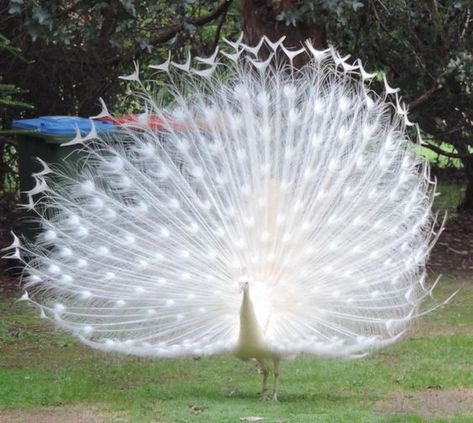 Albino Peacock, Peacock Photos, Love Abundance, Peacock Pictures, Albino Animals, White Peacock, Good Morning Beautiful Pictures, Most Beautiful Birds, Art Gallery Wallpaper