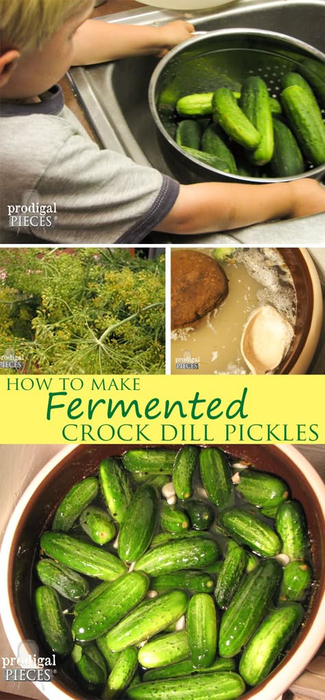 How to Make Fermented Crock Dill PIckles by Prodigal Pieces www.prodigalpieces.com #prodigalpieces Making Dill Pickles, Pickle Recipes Homemade, Sour Pickles, Pickle Recipes, Canning Pickles, Fermented Pickles, Cucumber Dill, Fermentation Recipes, Deli Style