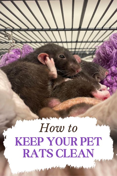 If you're new at keeping pet rats or you're still thinking of adopting, one important thing to know is how to keep them clean. Our post on grooming pet rats incudes everything you need to know about bathing, ear and teeth cleaning, and nail care. Luckily for you - rarely do rats need any help in that department! Diy Rat Enrichment, Rat Diys, Pet Rat Care, Rat Bathing, Toys For Rats, Rat Harness, Diy Rat Cage Accessories, Diy Rat Cage Accessories Homemade, Pet Rat Supplies