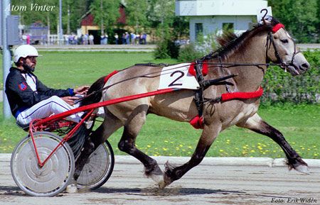 The Dole Gudbrandsdal, or Dole is a draft- harness-type horse from Norway. The Dole Trotter is a subtype of the Dole Gudbrandsdaland a separate breed; it is also considered a part of the Coldblood trotter type. The Dole Gudbrandsdal is a small draft horse, known for its pulling power and agility, while the Dole Trotter is a smaller, faster horse used for harness racing; Nordsvensk is the swedish version of the Dole Driving Horses, Horses Breeds, Fell Pony, Rare Horse Breeds, Standardbred Horse, Horse Products, Faster Horses, Majestic Horses, Rare Horses