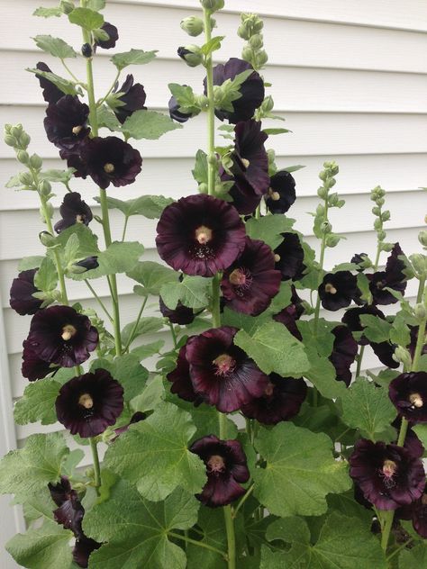 White Hollyhocks, Black Hollyhock, Black Cottage, Gothic Garden, Blackest Night, Hanging Garden, Garden Bed, Beautiful Blooms, Garden Beds