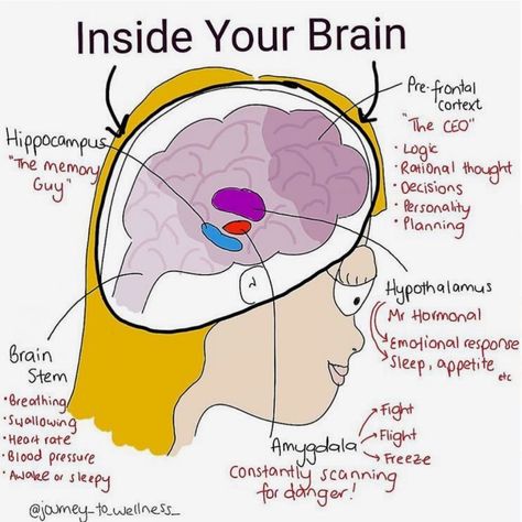 Rebecca on Instagram: “A great depiction of your brain 🧠 . Psychoeducation, the goal of which is to help people better understand (and become accustomed to living…” Counselling Tools, Brain Facts, Brain Anatomy, Mental Health Counseling, School Social Work, Counseling Resources, Mental Training, Neurology, Mental And Emotional Health