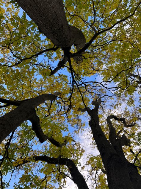 I seriously adore these upward shots of trees and the way the canopy stands out against the sky! Canopy Of Trees, Looking Up Through Trees, Sky Through Trees, Long Shot Photography, Easy Sketches, Landscape Reference, Tree Canopy, Creative Shot, Movie Shots