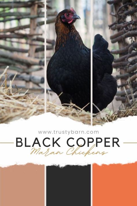 Black Copper Maran Chickens: Breed Overview Copper Maran, Maran Chickens, A Farmer, Chicken Breeds, Coloring Eggs, Hen, Farmer, Copper, Chicken