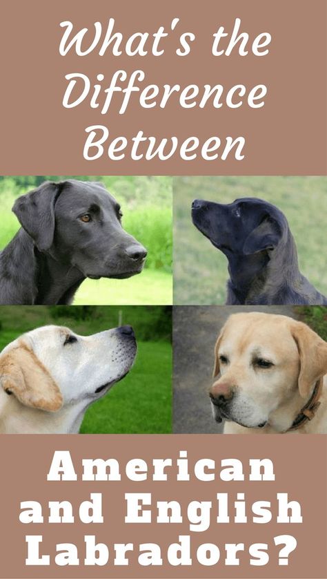 You will almost certainly have come across the terms, but what's the difference between American and English Labradors? Is there one? American Labrador Retriever, American Labrador, Labrador Puppy Training, English Labrador, Labrador Dogs, English Lab, Chocolate Labrador Retriever, Dog Sketch, Popular Dog Breeds