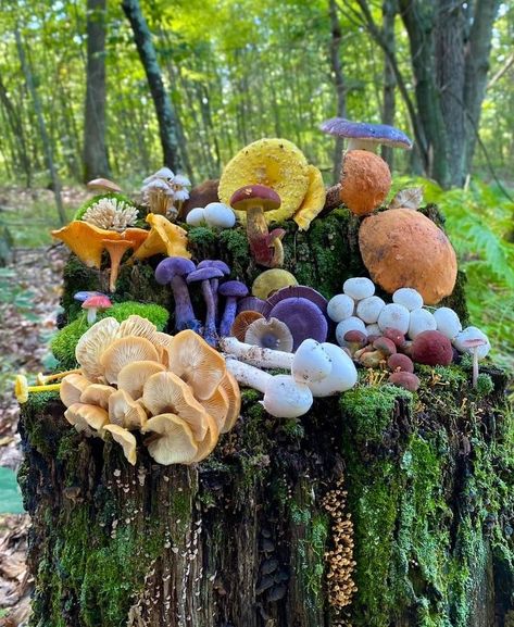 Mycology Aesthetic, Uk Mushrooms, Cool Mushrooms, Pretty Mushrooms, Types Of Mushrooms, Real Mushrooms, Mushroom Foraging, Nature Witch, Mushroom Plant