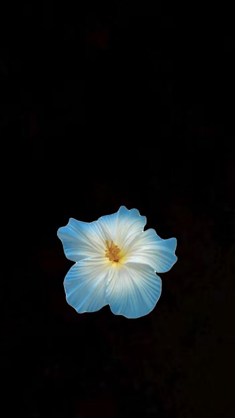 Blue Hibiscus Flower, Summer Prints Wallpaper, Ingrain Wallpaper, Flowers Black Background, Cute Home Screen Wallpaper, Blue Flower Wallpaper, Blue Hibiscus, Wallpaper Iphone Summer, Pretty Phone Wallpaper