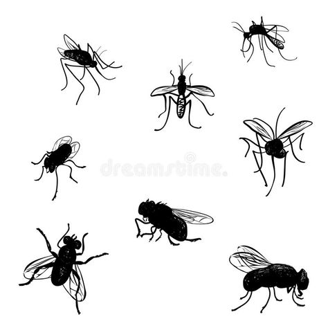 Mosquito Drawing, Vector Doodle, You Doodle, Animal Activities, Buy Posters, Stock Photography Free, Photo Posters, Vector Design, Art Boards