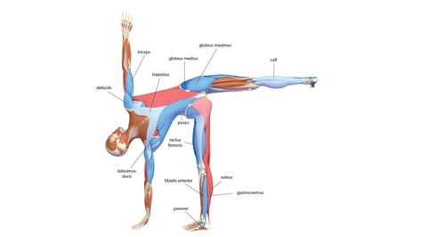 Half Moon Yoga Pose, Balancing Pose, Half Moon Pose, Ankle Strength, Ardha Chandrasana, Moon Yoga, Yoga Drawing, Neck Problems, Bow Pose