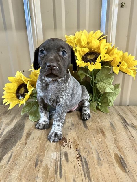 German Shorthaired Pointer Puppies For Sale | Glennville, GA #430339 German Shorthaired Pointer Puppies, German Short Haired Pointer Puppy, Gsp Puppies, Short Haired Pointer, Beautiful Puppies, Pointer Puppies, German Shorthair, Shorthaired Pointer, Purina Pro Plan