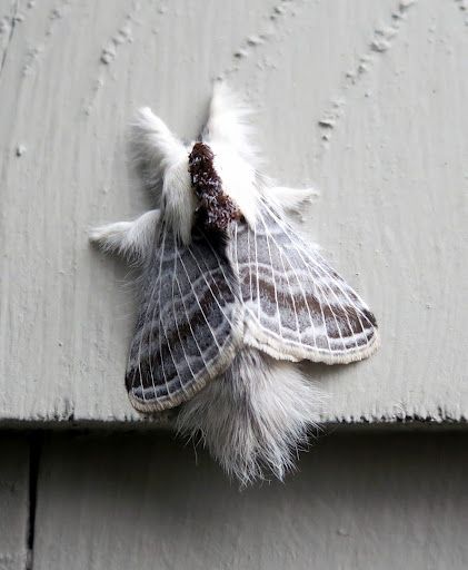 I found this very unusual hairy moth resting on the clapboard siding of the house.  I'm told that it's a Tolype velleda, or large Tolype moth and that the caterpillar stage eats a variety of tree leaves, like apple, ash, beech, birch, and oak. From: MarthaStewartLiving.com) Tolype Moth, Poodle Moth, Cute Moth, Cool Insects, Clapboard Siding, Cool Bugs, Beautiful Bugs, Creepy Crawlies, Pretty Animals