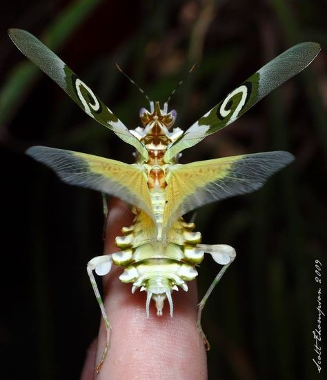 Devil's Flower Mantis | Wannabe Entomologist Flower Mantis, Weird Insects, Mantis Religiosa, Cool Insects, Cool Bugs, A Bug's Life, Beautiful Bugs, Praying Mantis, Creepy Crawlies