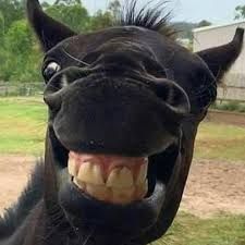 Laughing Animals, Horse Behavior, Smiling Animals, Cai Sălbatici, Funny Horses, Funny Horse, Silly Animals, Cute Dogs And Puppies, Cute Animal Photos