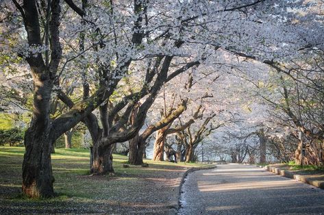 Toronto Spring, Things To Do In Toronto, Backgrounds Hd, Spring Mood, Free Event, Wallpapers Backgrounds, Free Things To Do, Hd Backgrounds, Free Things