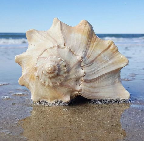 Shell Reference Photo, Seashells Photography, Beach Seashells, Modern Indian Art, Natural Form Art, Snail Art, Organic Art, Still Life Photos, Underwater Creatures