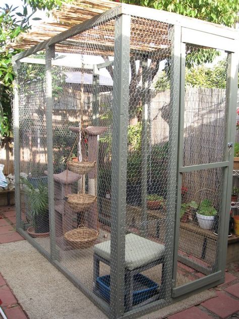 Dogs Room Ideas, Dogs Room, Cat Room Ideas, Cat Rooms, Cat Habitat, Outdoor Pet Enclosure, Catio Ideas, Tortoise Food, Cat Area