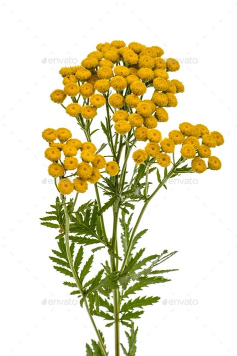 Flowers the medicinal plant of tansy, lat. Tanacetum vulgare, is by kostiuchenko. Flowers the medicinal plant of tansy, lat. Tanacetum vulgare, isolated on white background #Affiliate #tansy, #lat, #plant, #Flowers Tansy Plant, Tanacetum Vulgare, Tansy Flower, Moringa Benefits, Miracle Tree, Plant Study, Herbs For Health, L Occitane, Organic Herbs