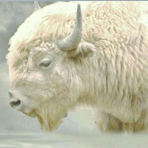 Symbolism And Meanings, The White Buffalo, Dream Symbols, Dream Meanings, White Buffalo, Buffalo, White, Pandas