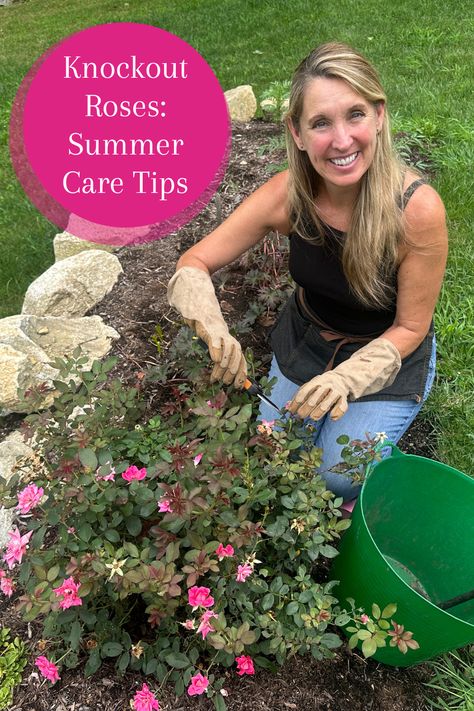 Knock Out® roses are some of the easiest roses to care for, but even they need a little bit of help sometimes to keep them blooming their best. Follow along with Lisa's summer care tips for these gorgeous roses to help make sure your Knock Outs® bloom all season long! See it over on our YouTube channel. Knock Out Roses, Gardening Videos, Knockout Roses, Summer Care, Simple Rose, Green Thumb, Care Tips, Knock Out, Youtube Channel