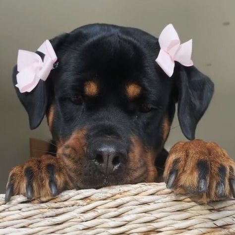 Rottweiler Dog Puppy, German Rottweiler, Rottweiler Breed, Rottweiler Love, Cute Dog Photos, Cute Animals Puppies, Very Cute Dogs, Really Cute Dogs, Rottweiler Puppies