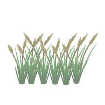 grass,reeds,reed grass,garden,lawn,grassland,environment,grass background,design,plant,nature,reed,reed flower,summer,isolated,wild grass,meadow,wild,green grass,foliage,autumn plants,grass flower,grassy,swamp,field,golden reed,cattails,reeds flower,brown grass,autumn grass,fall grass,cartoon grass,grass seeds,flora,cartoon green grass,flower,decoration,grass isolated,grass illustration,cartoon green space Flora Cartoon, Reeds Illustration, Grass Stickers Printable, Wild Grass Illustration, Grass Vector Illustrations, Cartoon Grass, Grass Png Hd, Grass Illustration, Grass Png