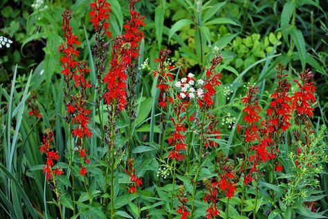 red cardinal flower Red Cardinal Tattoo With Flowers, Cardinals And Flowers Tattoos, Blue Cardinal Flower, Cardinal Flower Plant, Cardinal On Dogwood Branch, Cardinal Flower, Red Cardinal, Flora And Fauna, Growing Flowers