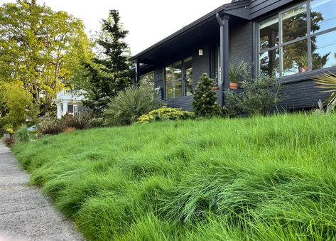 Fine Fescue Lawn, Grass Replacements, Lawn Alternatives Drought Tolerant, Eco Lawn, No Grass Front Yard, Drought Resistant Grass, Apartment Upgrades, Drought Tolerant Grass, Grass Alternative