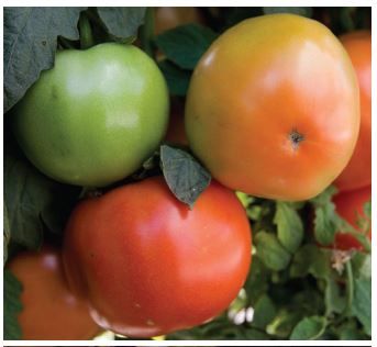 Keys to Growing Tomatoes in Florida | Gardening in the Panhandle Gardening In Florida Panhandle, Florida Panhandle Gardening, Florida Gardening Vegetable, Growing Tomatoes In Containers, Florida Gardening, Healthy Lawn, Open Flower, Growing Tomatoes, Growing Seeds