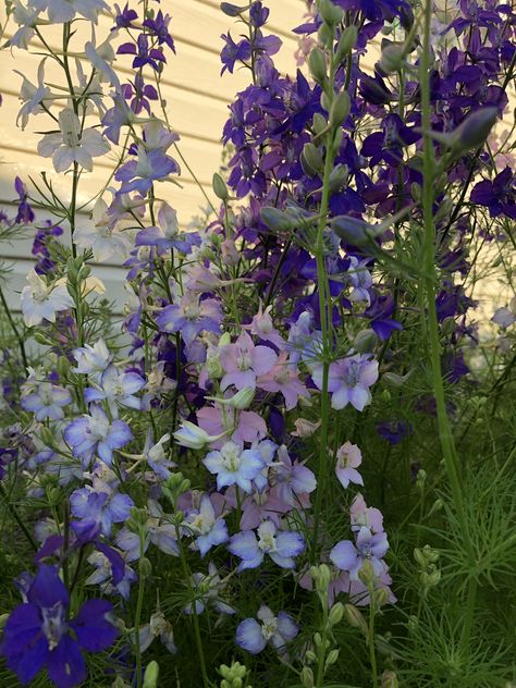 Larkspur Flower Aesthetic, Larkspur Aesthetic, Larkspur Bouquet, Candle Larkspur, Larkspur Flowers, Delphinium Flower, July Aesthetic, Fairy Life, Larkspur Flower