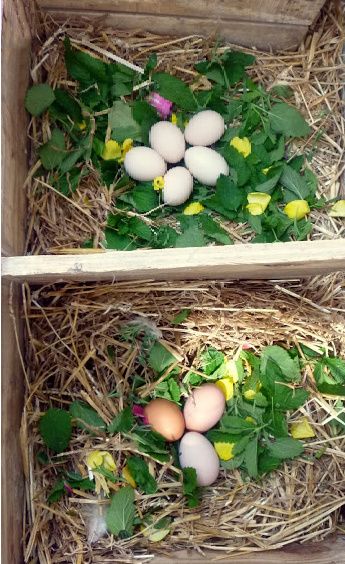 Herbs To Give Chickens, Diy Roosting Boxes For Chickens, Chicken Nest Boxes Ideas, Hen Nesting Boxes Ideas, Herbs For Chicken Nesting Boxes, What To Put In Chicken Nesting Boxes, Diy Chicken Nesting Boxes Ideas, Adding New Chickens To Your Flock, Diy Laying Boxes