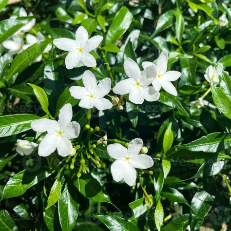 Close Up white cape jasmine flowers or jasminum polyanthum or white sampaguita jasmine or arabian jasmine Jasminum Polyanthum, Sampaguita Flower, Cape Jasmine, Arabian Jasmine, White Cape, Jasmine Flowers, Jasmine Flower, The Close, Pretty Flowers