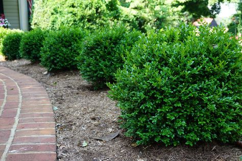 NewGen Independence™ — NewGen™ Boxwood Common Boxwood, Wintergreen Boxwood, Green Velvet Boxwood, Green Mountain Boxwood, Thuja Green Giant, Box Wood Shrub, Best Perennials, Organic Mulch, Foundation Planting