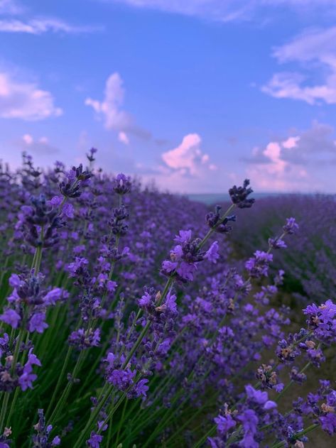 Purple Flowers Wallpaper, Lavender Aesthetic, Nothing But Flowers, Pretty Landscapes, Flower Therapy, Lavender Fields, Lavender Flowers, Purple Aesthetic, Nature Aesthetic