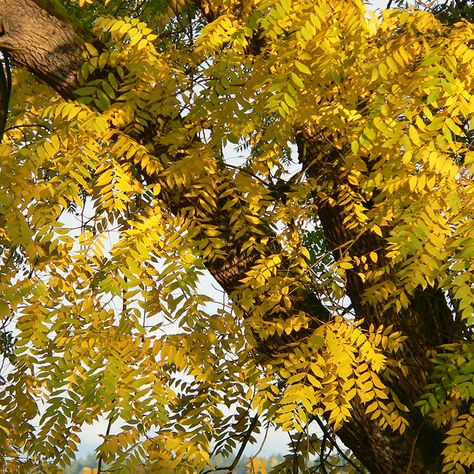 Black walnut tree in fall colors Black Walnut Tree, Walnut Tree, Native Garden, North Texas, Black Walnuts, Black Walnut, Autumn Trees, Fall Colors, Garden Design