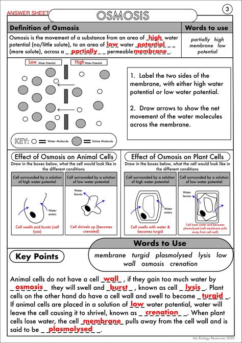 Diffusion and Osmosis Worksheet Gcse Biology Diffusion Osmosis and Active Transport Worksheet Pack Osmosis Experiment, Diffusion And Osmosis, Diffusion Osmosis, Active Transport, Passive Transport, Gcse Biology, Cell Transport, Cells Worksheet, Biology Worksheet