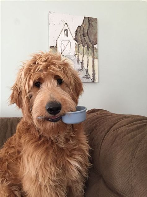 8 Problems Only Goldendoodle Owners Will Understand - The Paws Clever Dog Names, Goldendoodle Funny, Labradoodle Haircut, Teddy Bear Goldendoodle, Goldendoodle Haircuts, Goldendoodle Grooming, Goldendoodle Mom, F1b Goldendoodle, Celebrity Dogs