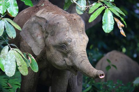 Borneo Pygmy Elephant Elephas maximus borneensis Types Of Elephants, Pygmy Elephant, Bornean Orangutan, Elephant Facts, Clouded Leopard, Asian Elephant, Mini Horse, Wildlife Conservation, Canvas Home