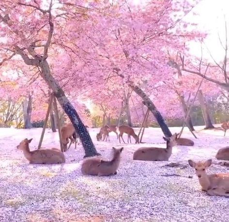 Nara Park, Cherry Blossom Trees, Nara Japan, Cherry Blossom Tree, Blossom Trees, Japan Art, Nara, 귀여운 동물, Beautiful Creatures