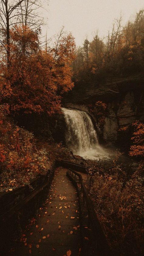 Whats Wallpaper, Cute Fall Wallpaper, Dark Autumn, Autumn Scenery, Brown Wallpaper, Fall Pictures, Brown Aesthetic, Autumn Aesthetic, Fall Wallpaper