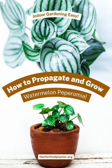 Watermelon Peperomia is a sturdy little houseplant! It's so easy to propagate Peperomia Learn our tips today! Propagate Peperomia, Watermelon Peperomia, Peperomia Plant, Popular Hobbies, Houseplant Care, House Plant Care, Organic Fertilizer, Pretty Plants, Nature Indoors