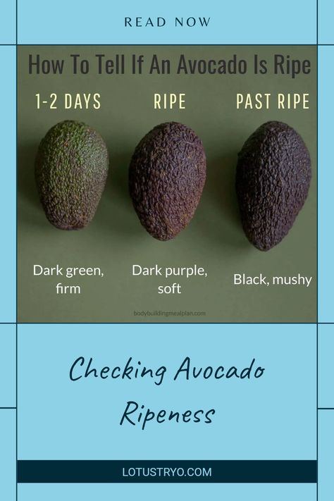 Wondering how to tell if an avocado is ripe? This guide will help you recognize the signs of ripeness with simple tips. Gently squeeze the avocado to feel for softness; if it gives slightly under pressure, it’s ready to eat! We’ll also cover color guides and when to buy for the freshest avocados Avocado Ripeness, Unripe Avocado, Fruit Press, Fresh Avocado, Mashed Avocado, Guacamole Recipe, Ripe Avocado, Delicious Fruit, The Fruit